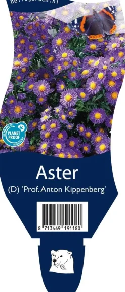 Aster (D) 'Prof.A.Kippenberg' (Herfstaster)