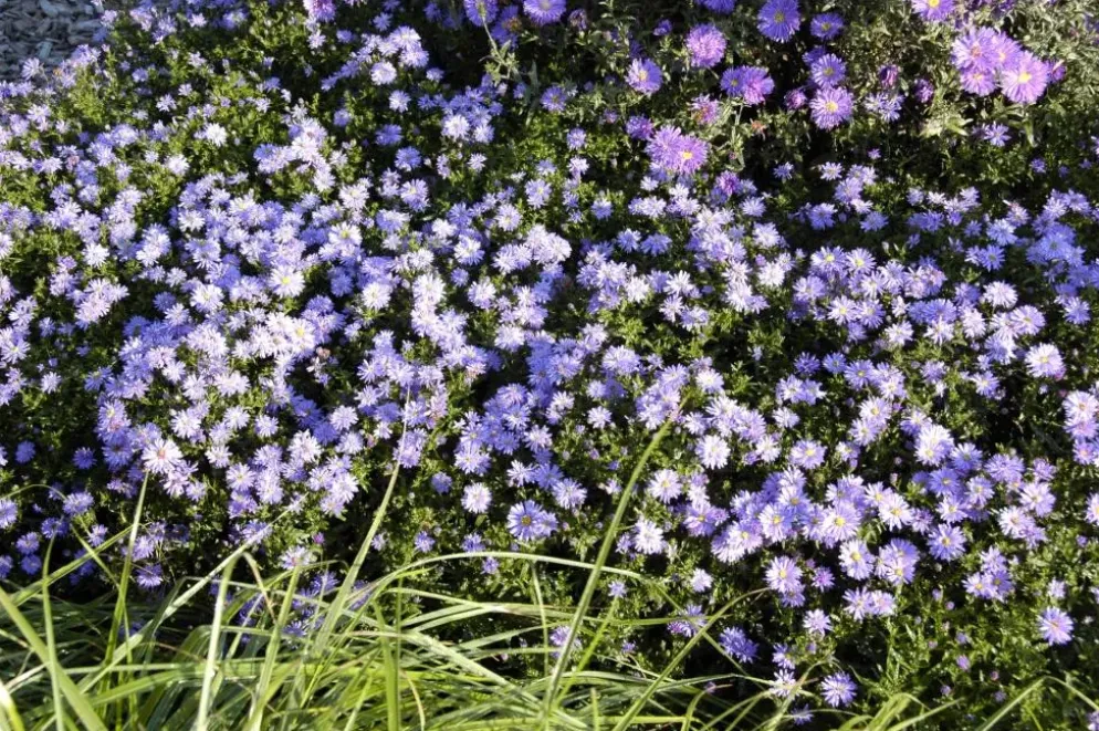 Aster (D) 'Prof.A.Kippenberg' (Herfstaster)
