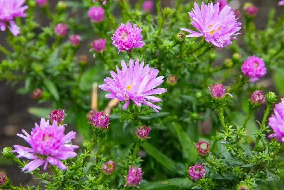 Aster (D) 'Prof.A.Kippenberg' (Herfstaster)