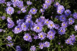 Aster (D) 'Prof.A.Kippenberg' (Herfstaster)