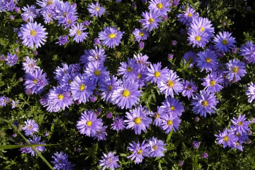 Aster (D) 'Prof.A.Kippenberg' (Herfstaster)