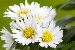 Aster ericoides 'Snowflurry' (Sluieraster)
