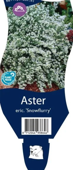 Aster ericoides 'Snowflurry' (Sluieraster)