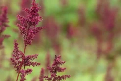 Astilbe (A) 'Fanal' (Spirea)