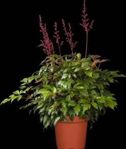 Astilbe (A) 'Fanal' (Spirea)