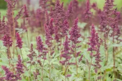 Astilbe (A) 'Fanal' (Spirea)