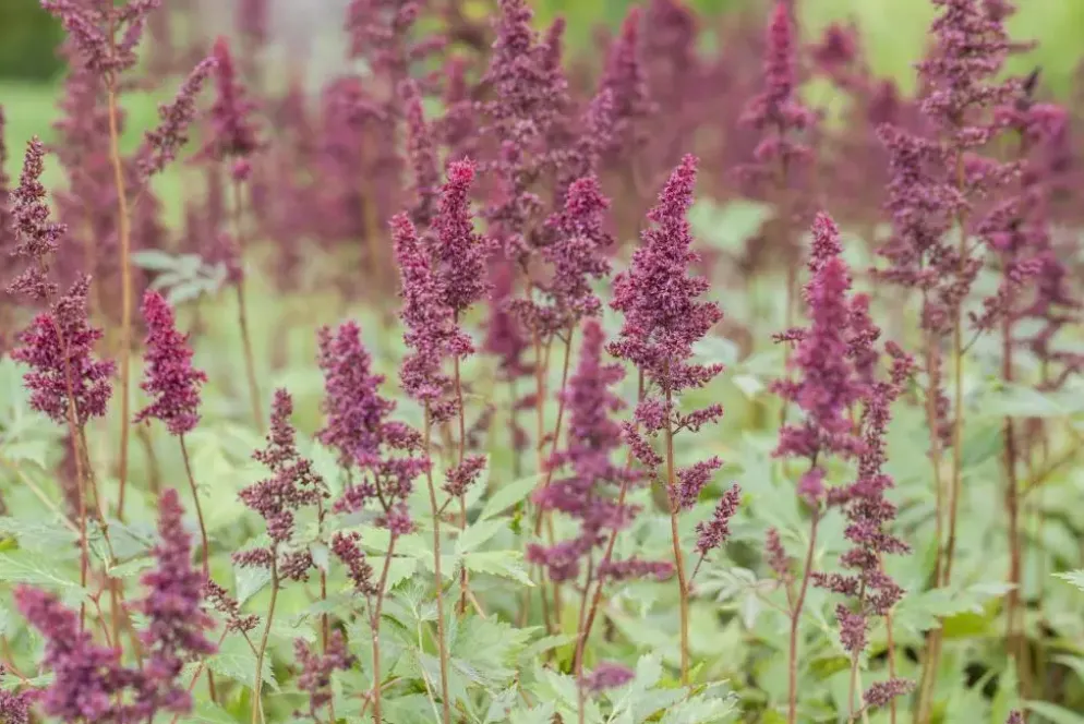Astilbe (A) 'Fanal' (Spirea)