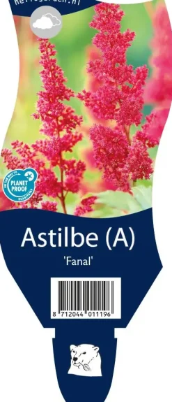 Astilbe (A) 'Fanal' (Spirea)