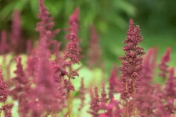 Astilbe (A) 'Fanal' (Spirea)