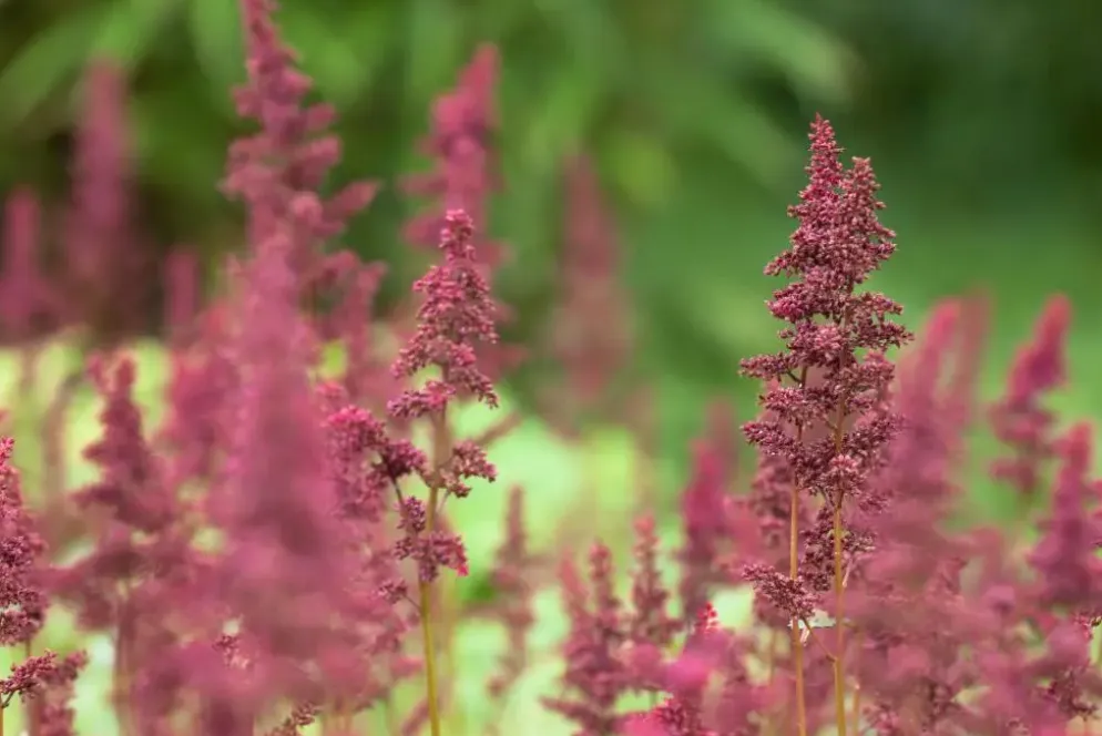 Astilbe (A) 'Fanal' (Spirea)