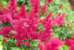 Astilbe (A) 'Fanal' (Spirea)