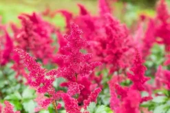 Astilbe (A) 'Fanal' (Spirea)