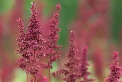 Astilbe (A) 'Fanal' (Spirea)