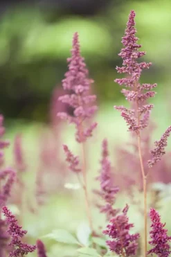Astilbe (A) 'Fanal' (Spirea)