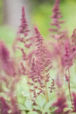 Astilbe (A) 'Fanal' (Spirea)