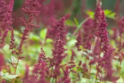 Astilbe (A) 'Fanal' (Spirea)