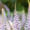 Astilbe chinensis 'Pumila' (Spirea)