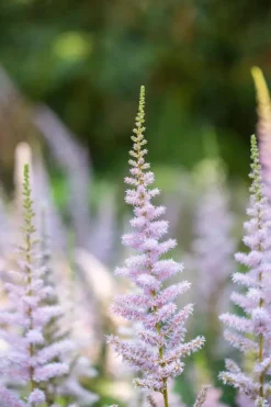 Astilbe chinensis 'Pumila' (Spirea)