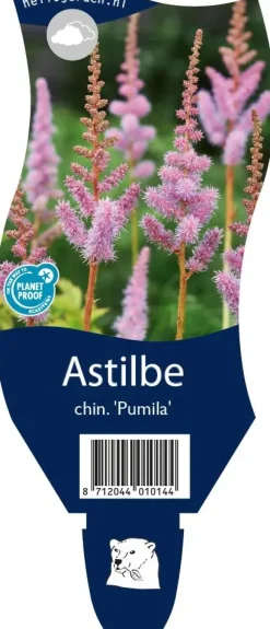 Astilbe chinensis 'Pumila' (Spirea)