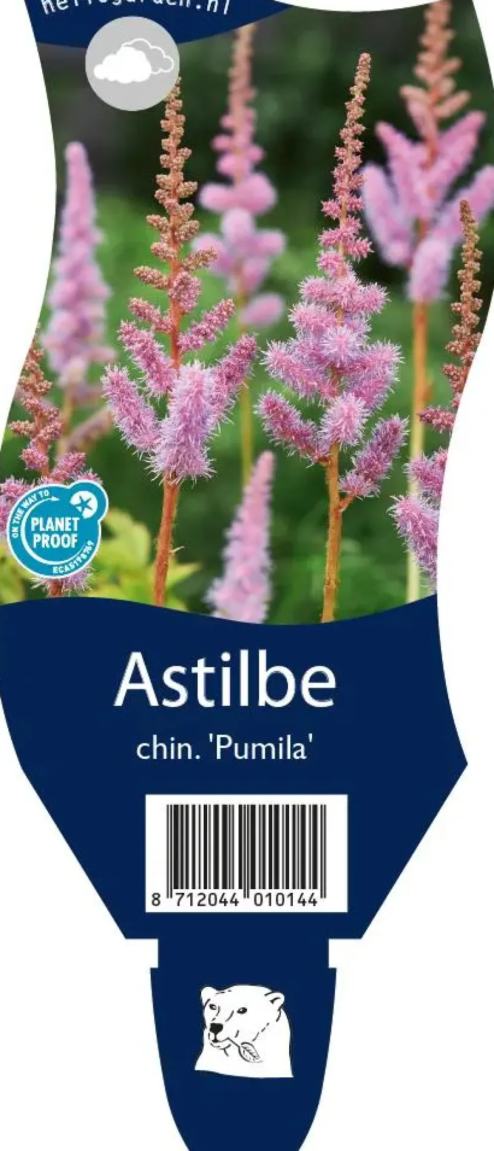 Astilbe chinensis 'Pumila' (Spirea)