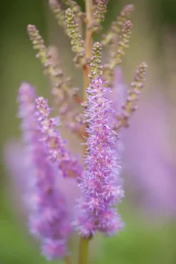 Astilbe chinensis 'Pumila' (Spirea)