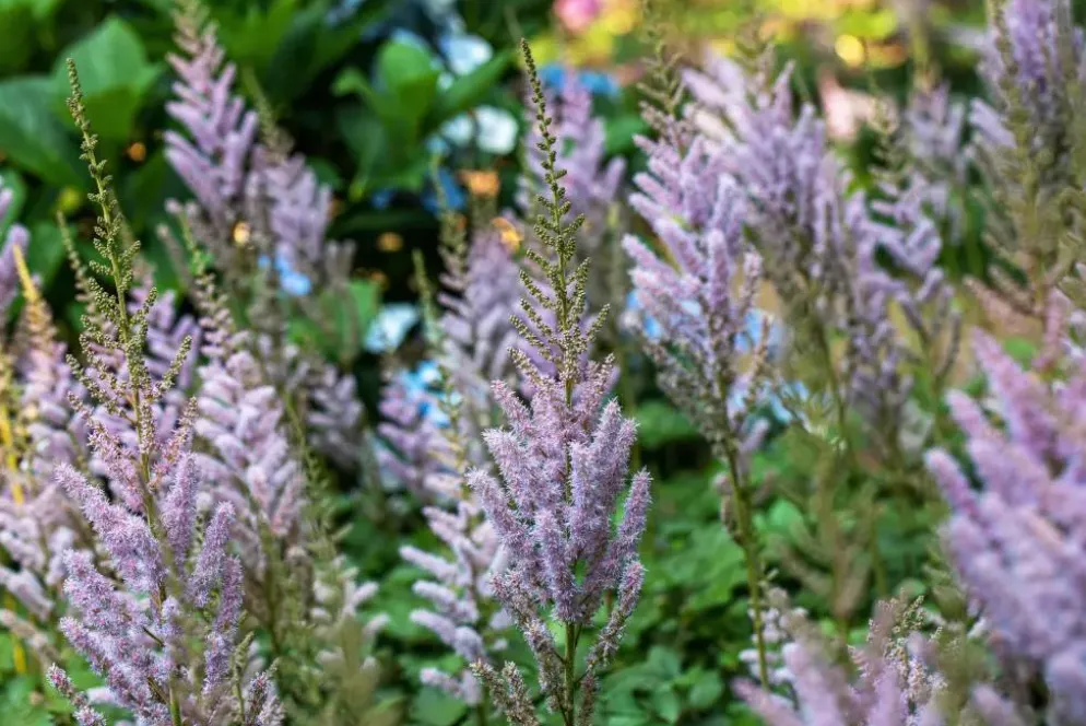 Astilbe chinensis 'Pumila' (Spirea)