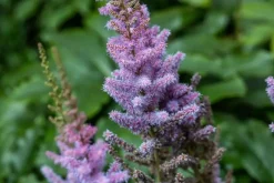 Astilbe chinensis 'Pumila' (Spirea)