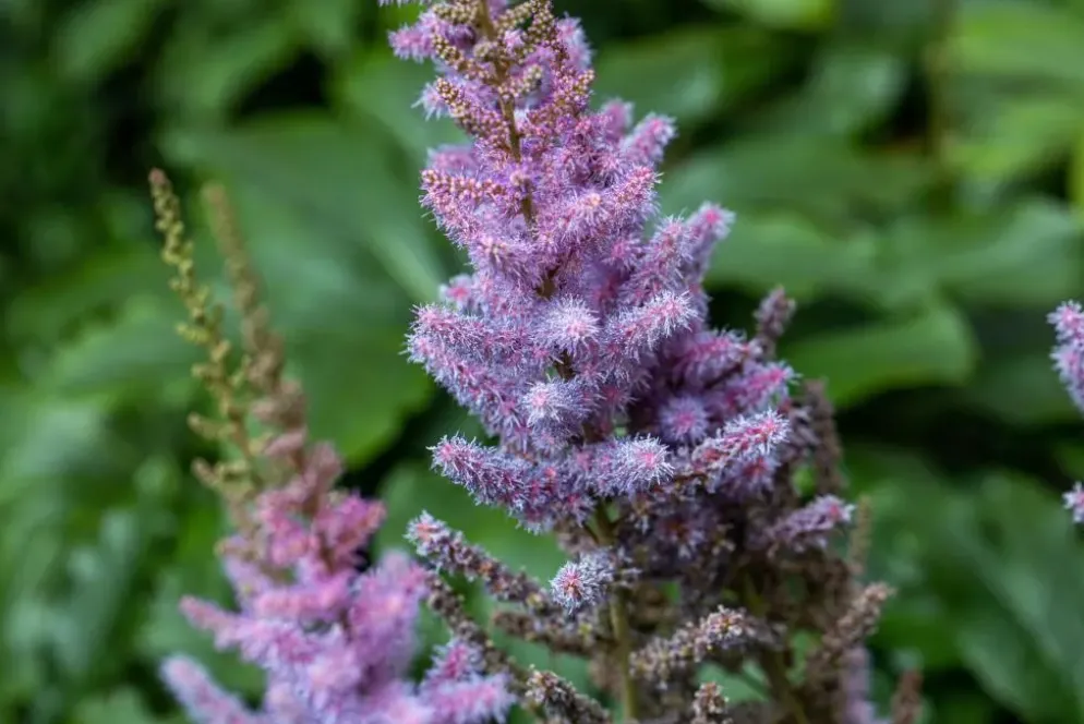 Astilbe chinensis 'Pumila' (Spirea)