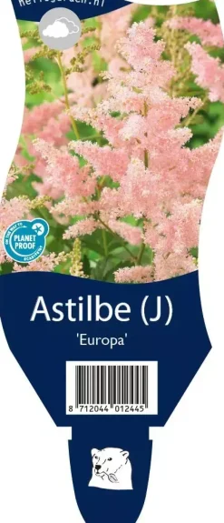 Astilbe (J) 'Europa' (Spirea)