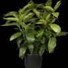 Aucuba japonica (Broodboom)