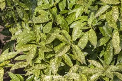 Aucuba japonica (Broodboom)