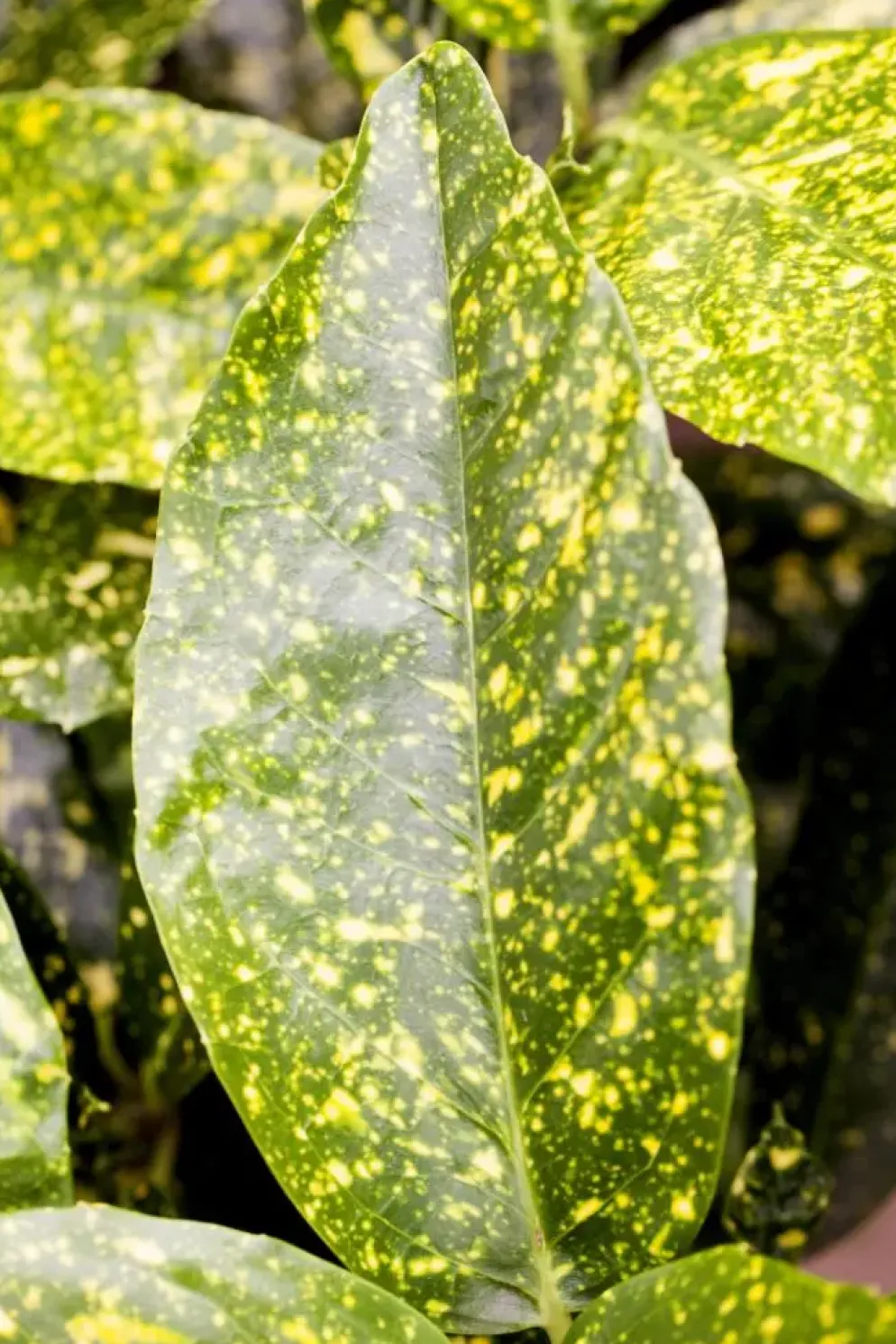 Aucuba japonica (Broodboom)