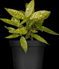 Aucuba japonica (Broodboom)