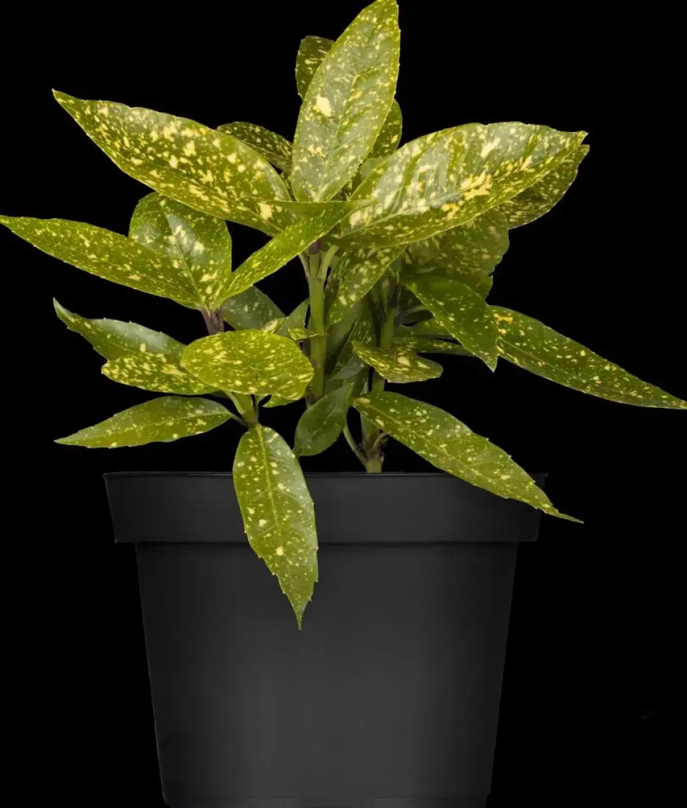Aucuba japonica (Broodboom)