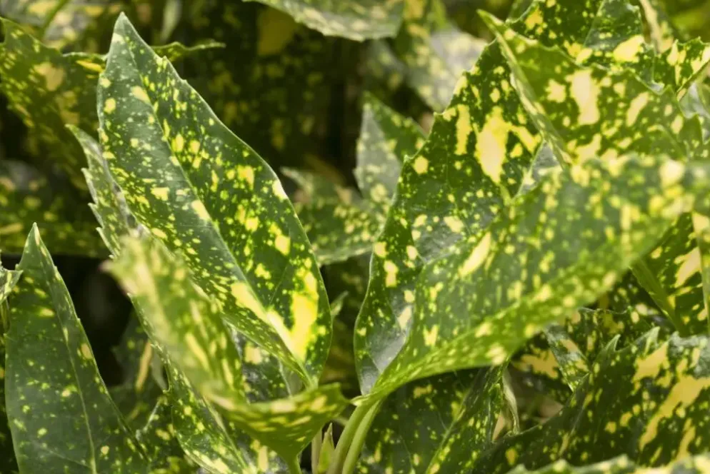 Aucuba japonica (Broodboom)