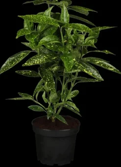 Aucuba japonica (Broodboom)