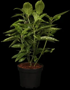 Aucuba japonica (Broodboom)
