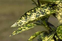 Aucuba japonica (Broodboom)
