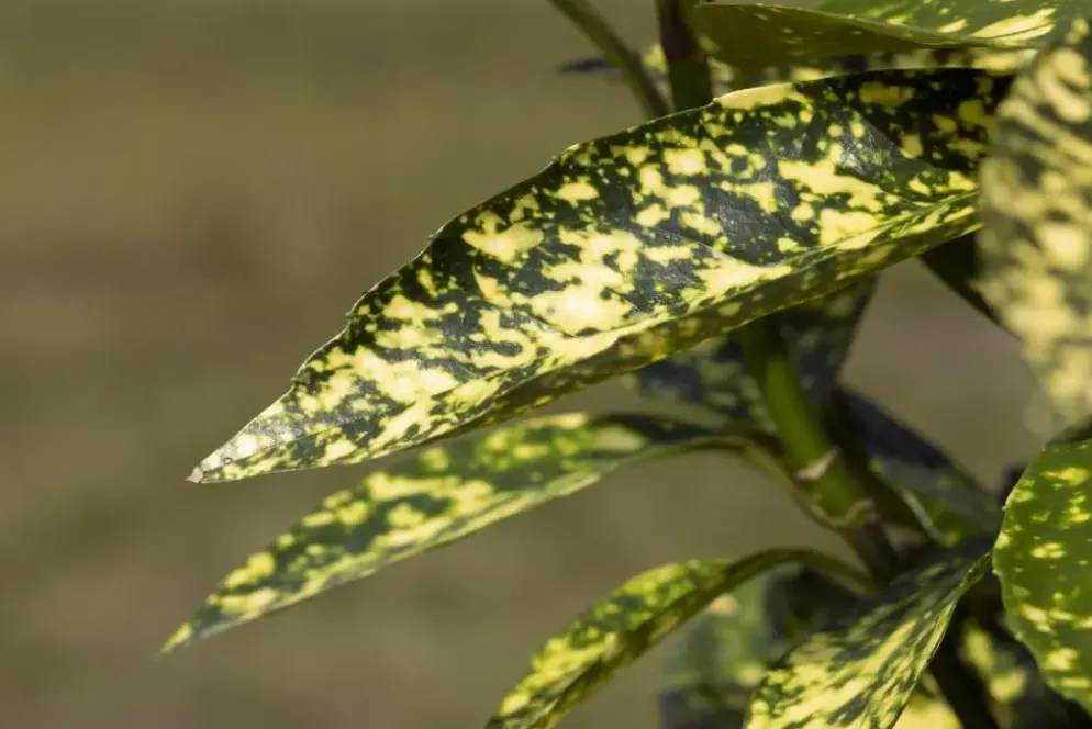 Aucuba japonica (Broodboom)