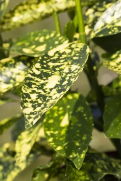 Aucuba japonica (Broodboom)