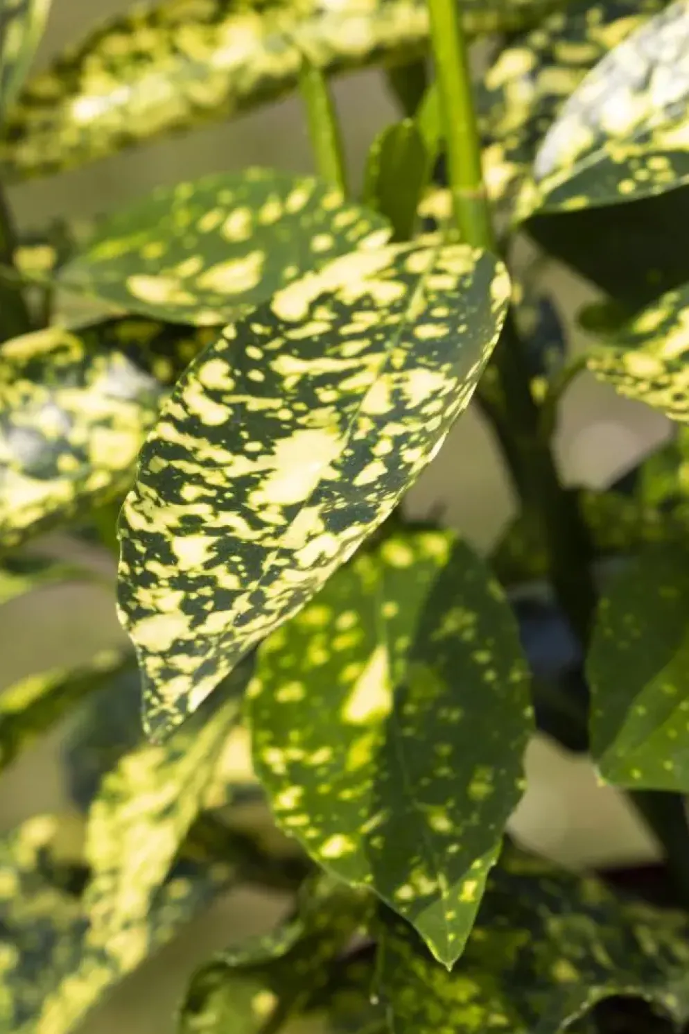 Aucuba japonica (Broodboom)