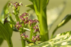 Aucuba japonica (Broodboom)