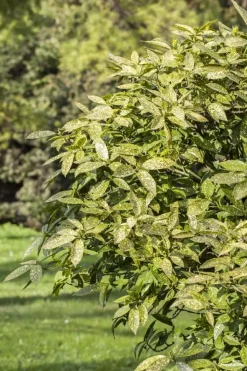 Aucuba japonica (Broodboom)