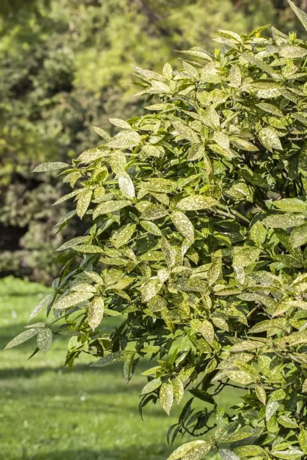 Aucuba japonica (Broodboom)