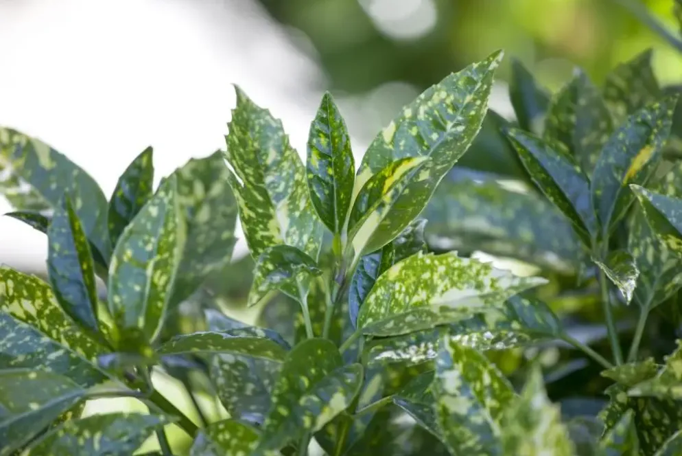 Aucuba japonica (Broodboom)