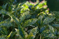 Aucuba japonica (Broodboom)
