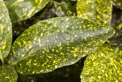 Aucuba japonica (Broodboom)