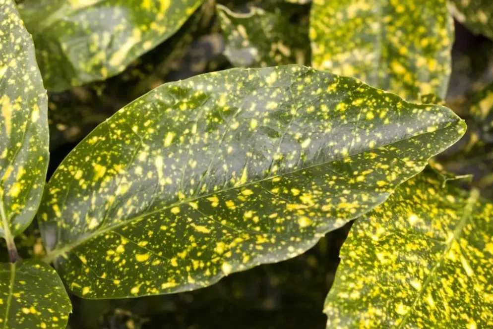 Aucuba japonica (Broodboom)