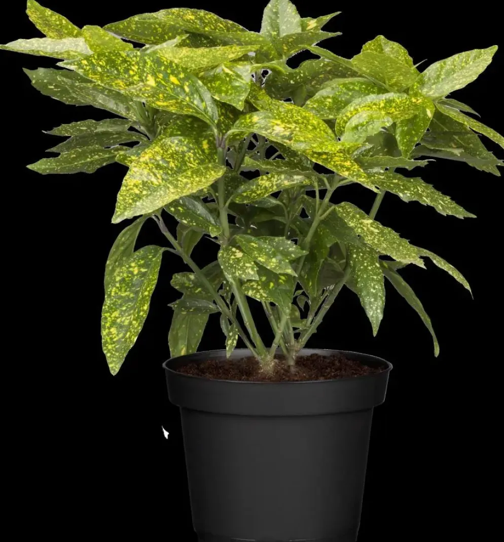 Aucuba japonica (Broodboom)