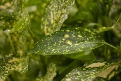 Aucuba japonica (Broodboom)
